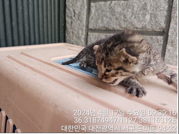 한국 고양이 이미지 파일 입니다.
